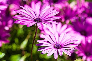 生存恐怖续作《瘟疫3》面向PS5＆XS＆PC公布